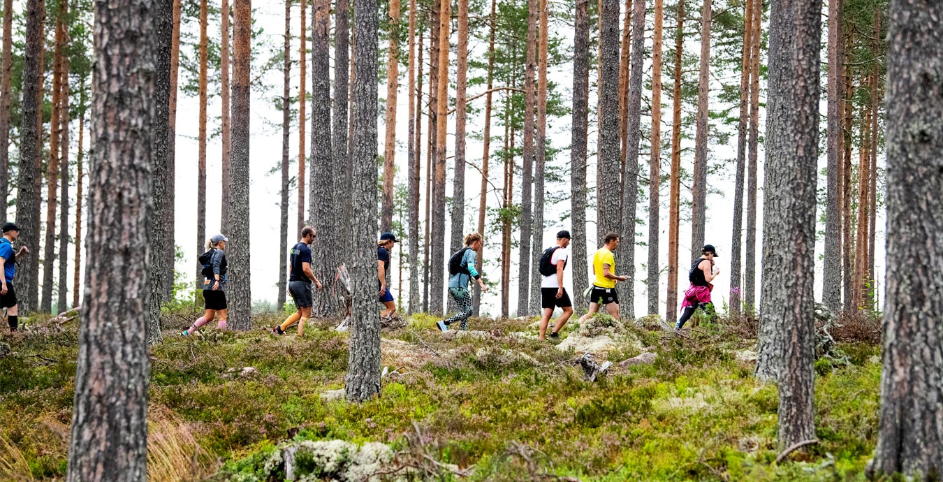 löpare på led i tallskog, Trailvasan 30